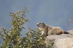TEE-6A-golf-de-valberg-dans-le-mercantour